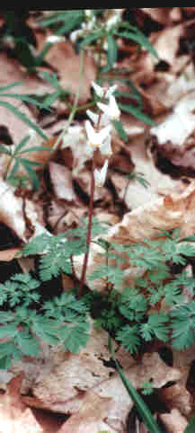 baber woods
