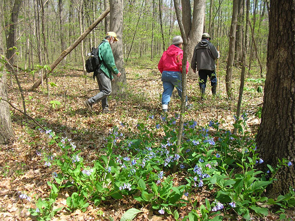 Embarras Bluffs Woods