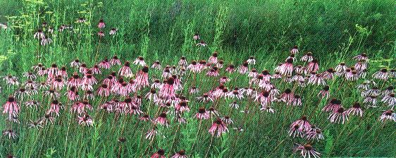 Coneflower