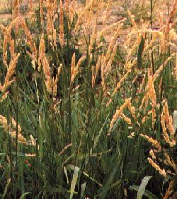 Reed Canary Grass