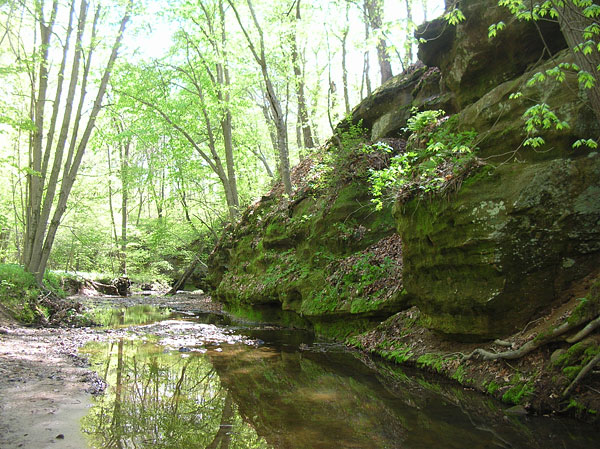 Rocky Branch Nature Preserve 