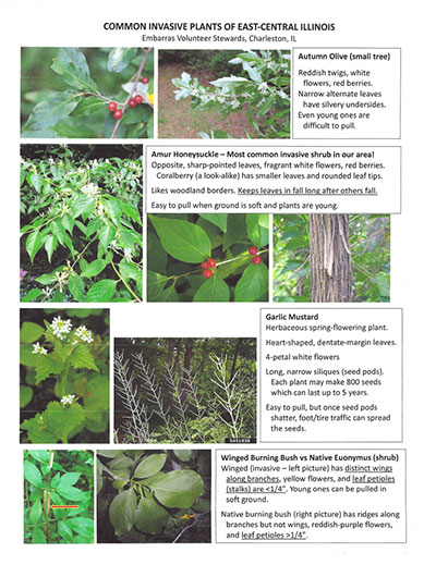 Common Invasive Plants